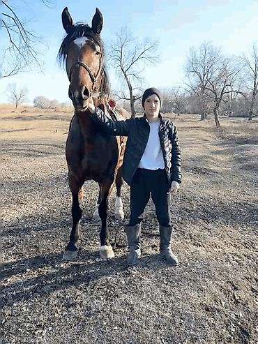 Лошади, кони: Продаю | Жеребец | Рабочий | Осеменитель — 10