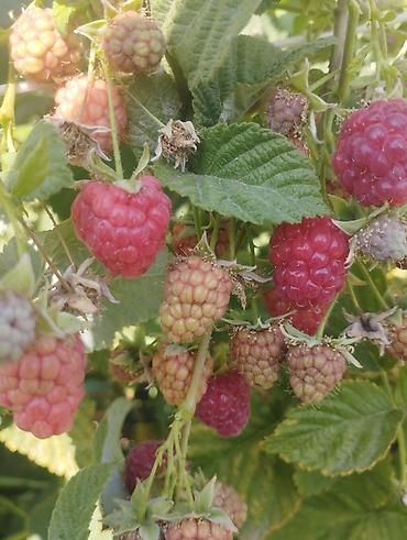 Ежевика: Ежевика — 8