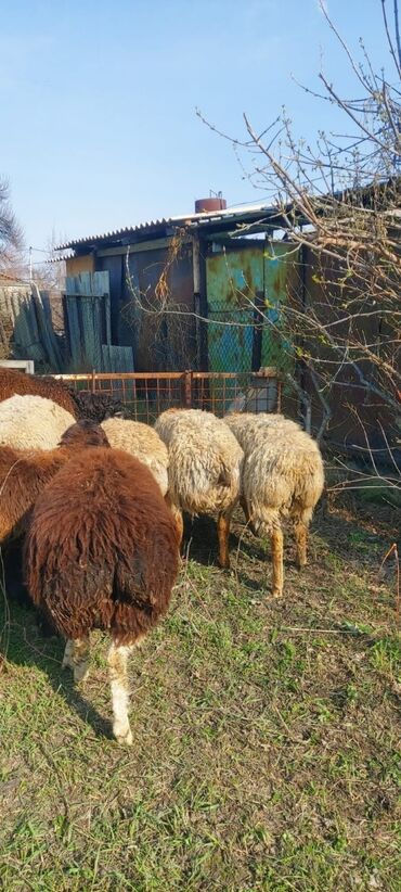 овцы гиссарской породы: Продаю | Баран (самец) | Арашан | Для разведения | Племенные