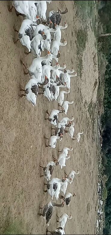 qurbanlıq qoyun satışı: Təcili satılır.50 ədəd.Xahiş edirəm real alıcılar zəng etsin.Qiymət