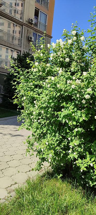 11: 3 комнаты, 87 м², Нижний Джал (Джал-23) Элитка, 11 этаж — 7