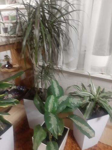 Другие комнатные растения: Комнатные растения в кашпо В продаже крупная коллекция — 4