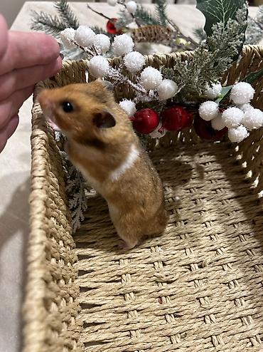 Хомяки: Продаются хомячки джунгарские, сирийские, ангорские пушистые хомячки — 8