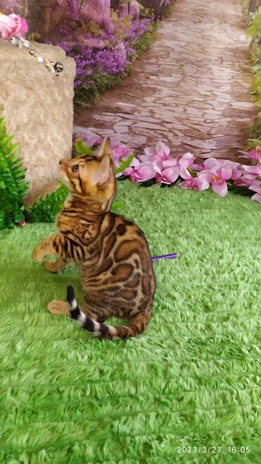 Продажа кошек: Друзья!! Проф питомник Бен Гла Мур Предлагает Шикарных элитных — 16