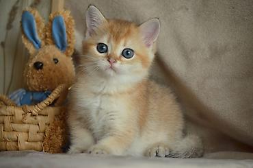 Pişiklər: Qızıl şinşilla, Erkək, Ünvandan götürmə — 11