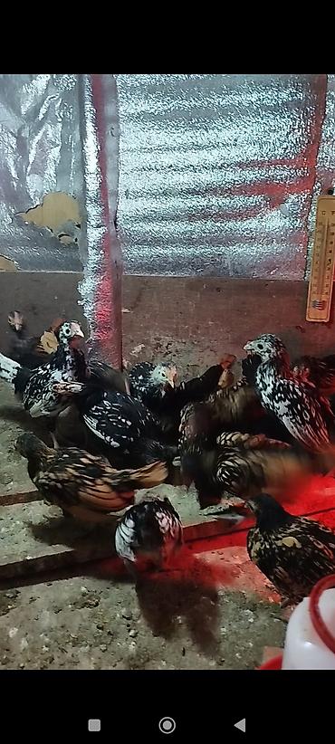 Toyuqlar: Toyuq, Damazlıq, Ödənişli çatdırılma — 5