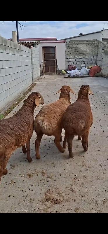 keci pendiri qiyməti: Qoyunlar – 3 baş, ətlik/südlük yerli cins - Rəng: açıq-sarı və tünd — 5
