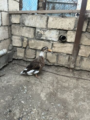 Kənd təsərrüfatı quşları: Ətlik ördəklərdi 1kq1.200 gəlir damazlıqda saxlamaq üçün əla