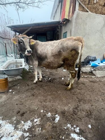 Коровы, быки: Продаю | Корова (самка) | Для молока | Привязанные — 6