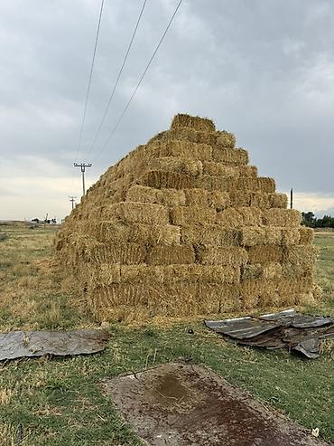 трава для животных: Арпа саман сатылат Фрунзе Совхоздо Тюкованное сено в прямоугольных — 1