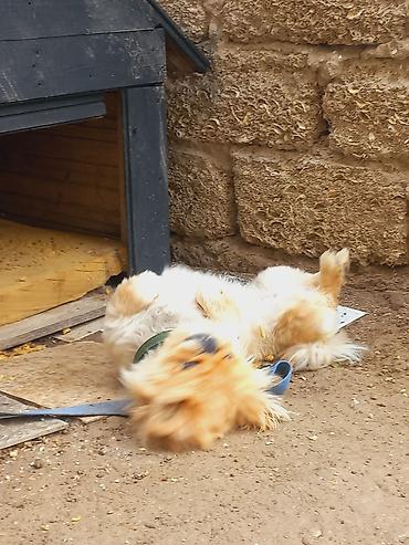 avçarka bala: Pekines, 1 il, Dişi — 4