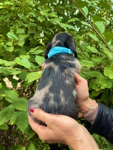 Psi: Odgajivacnica pasa “Happy Puppies” ima prelepe stence mini jazavicara — 10