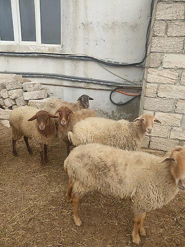 Qoyunlar, qoçlar: Dişi, il: 1, Damazlıq — 5