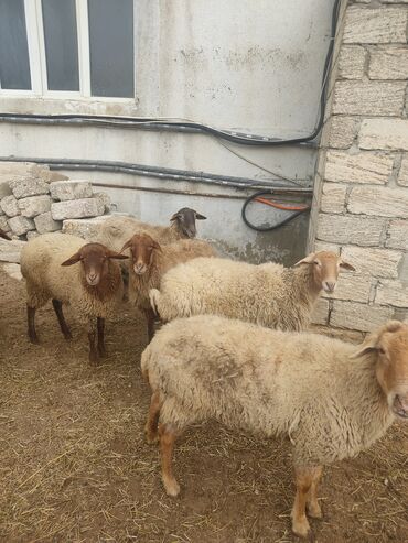 Qoyunlar, qoçlar: Dişi, il: 1 — 4