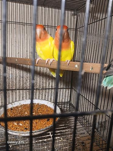 kanarya bulbulu: Məhsul: Sevgi quşları (Lovebird) – cüt Təsvir: - Parlaq sarı bədən — 1