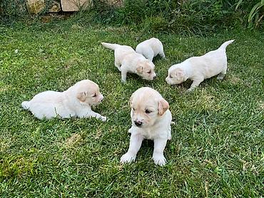 qurd basar iti: Retriever, 1 ay — 10