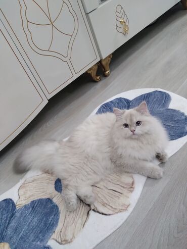 cütləş: Qızıl şinşilla, Erkək, Cütləşmə üçün, Ünvandan götürmə, Ödənişli çatdırılma