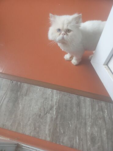 Fars, Erkək, Cütləşmə üçün, Ünvandan götürmə