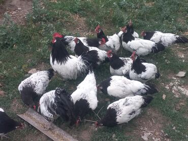 на ферме есть куры козлы и коровы: Продаю | Куры
