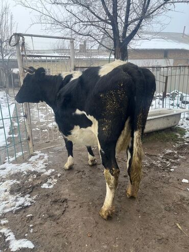 Коровы, быки: Продаю | Корова (самка) | Для молока | Привязанные — 10