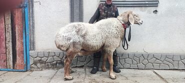 Бараны, овцы: Кочкор есть линия 104 в х 5тый год