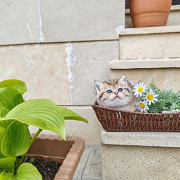 Pişiklər: Britan — 13