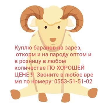 бараный: Куплю баранов на зарез, откорм и на пароду оптом и в розницу в любом