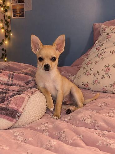 poodle mini: Çixuahua — 1
