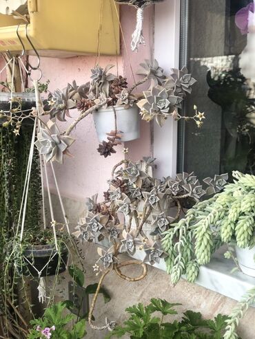 Otaq bitkiləri: Комнатные растения Крестовник — крупные и мини-растения Каменный — 15