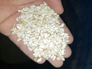 сафлор семена in Кыргызстан | ЖҮК ТАШУУЧУ УНААЛАР: Сафлор 60 сом семена 2021г есть 400 кг