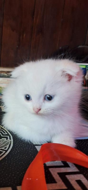 Pişiklər: Britan — 11