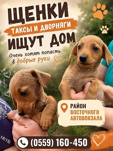 каракол щенки: ЩЕНКИ ТАКСЫ И ДВОРНЯГИ ИЩУТ ДОМ 🐾 Очень хотят попасть в добрые руки — 1
