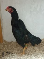 попугай продажа: Продаю Курочка Шомо Адрес Кара-балта цена договорная 1год . Шамо