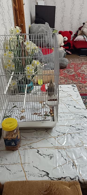 papuqay type 1: Məhsul: Nimfa (Cockatiel) papağanı və qəfəs dəsti Təsvir: - Rəng — 7