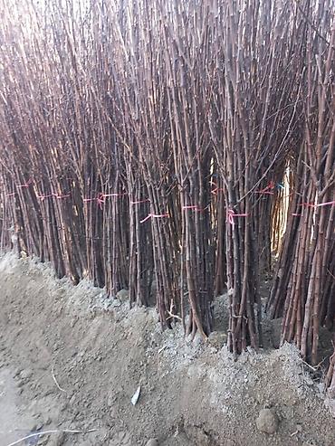 Роза: Продаю Розы ОПТОМ!!! На продажу есть розы в большом количестве разных — 15