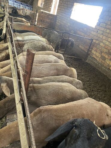 сколько стоит порода собаки доберман: Сатам | Кочкор (эркек) | Асыл тукумдуу