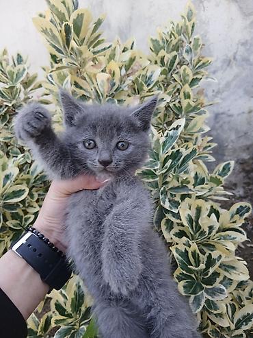 imisli yemi: Boz tüklü pişik balası – qısa/orta uzunluqda, yumşaq və sıx püsküllü — 1