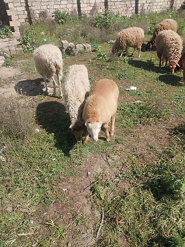 Qoyunlar, qoçlar: Razılaşma yolu ilə çox təcili satılır.balalı balasız fərq etmir — 33