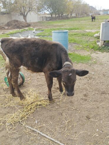 Dana, buzov: Dana, buzov, Dişi, ay: 1, Südlük, Ünvandan götürmə — 3