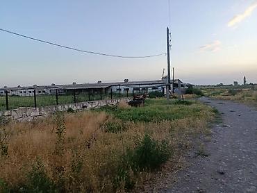 Кыймылсыз мүлк: Мүйүздүү бодо мал фермасы, 1500 соток, Жарым-жартылай жабдуулары менен, Электр энергиясы — 2