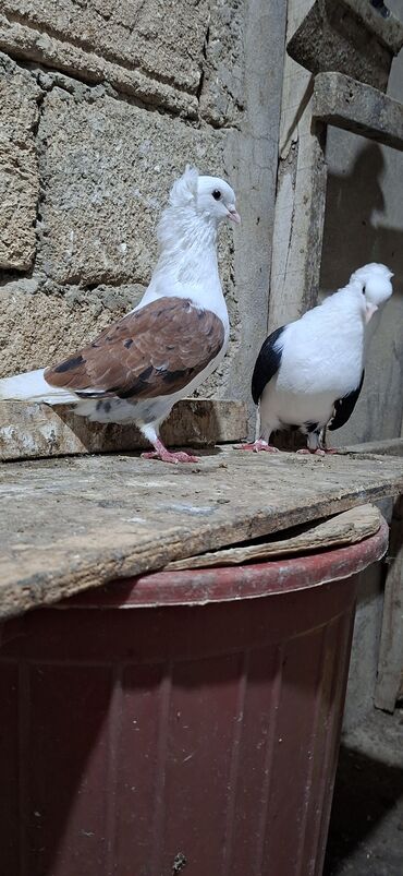 Göyərçinlər: Qoşa əbrəş çəp əbrəş quyruq erkəy qızqın super heyvandı mayasıda qara — 7