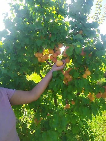 Продажа сельхоз предприятий: Питомник растений, 300 соток, Действующий, Без оборудования, Холодная вода — 2