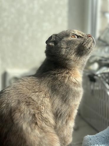 бенгал кошка цена: Шотландская вислоухая кошка (Scottish Fold) - Окрас: черепаховый — 1
