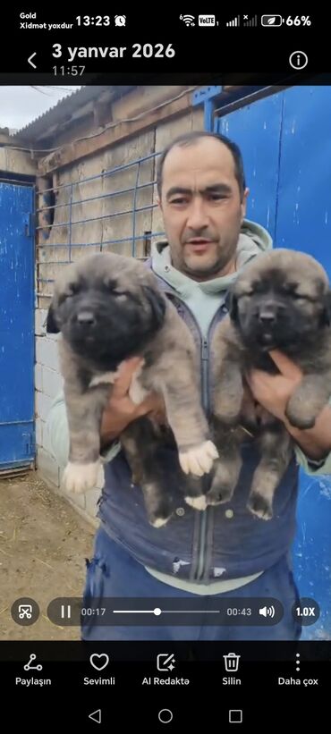 İtlər: Qafqaz çoban iti — 3