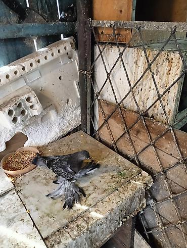 Птицы: Продаю молодых голубей 1 шт стоит пятьсот сом окончательно родители — 23