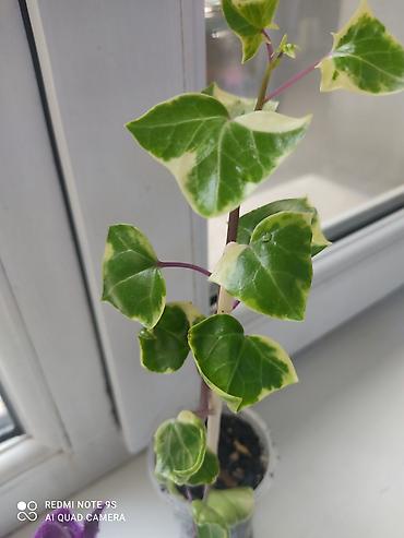 Другие комнатные растения: Комнатные цветы, растения. РАСПРОДАЮ ОСТАТКИ ПО 100 сом есть и — 10