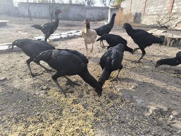 купить домашних курей: Продаю Курочек порода Шамо