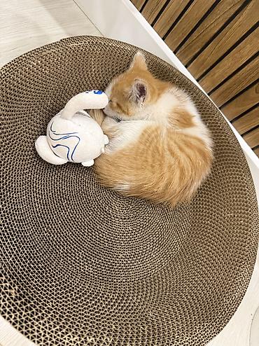 веб камера талас: 🐱 Отдам котёнка в добрые руки ❤️ Милому рыженькому котёнку 2 месяца 🧡 — 2