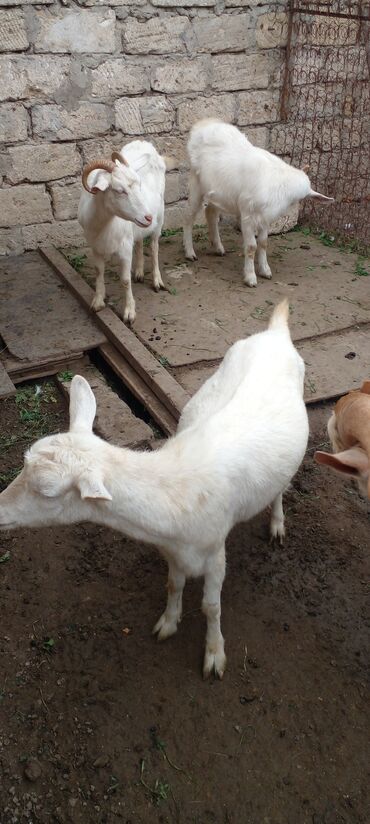 Keçi, çəpiş: Ağ rəngli yerli keçilər – bir qrup halda. - Qulaqları sallanan, qısa — 9