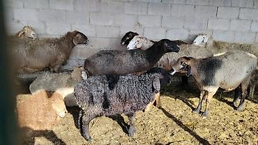 Коровы, быки: Продаю | Бык (самец) | На откорм | Привязанные — 7